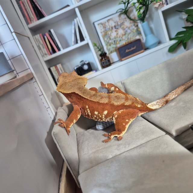 레드 바이 화이트포트홀