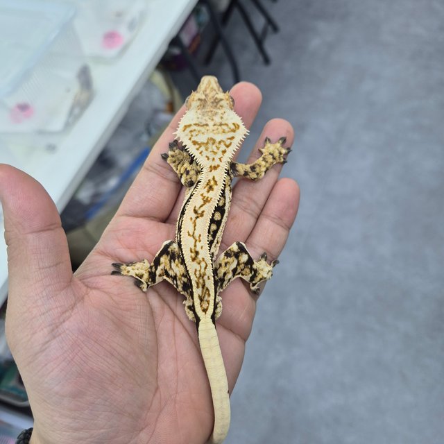 노멀 트라이 쿼드 풀핀