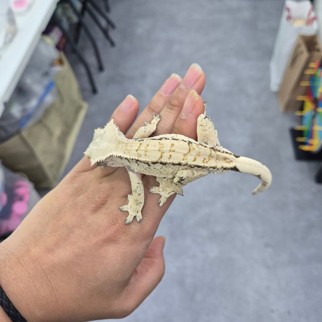 노멀 화이트 트라이