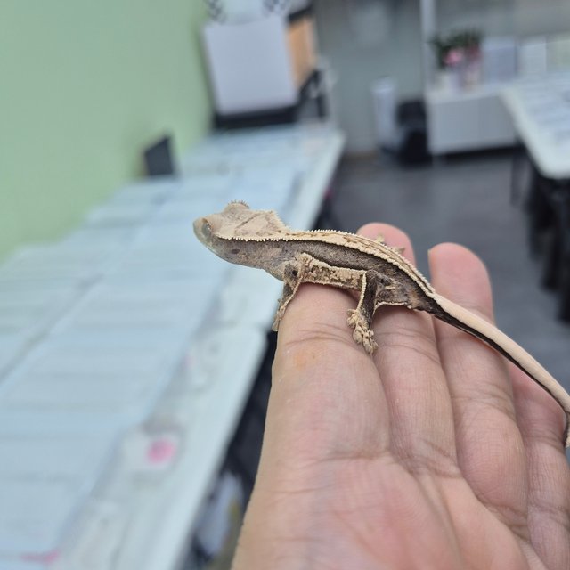 노멀 핀스트라이프 풀핀