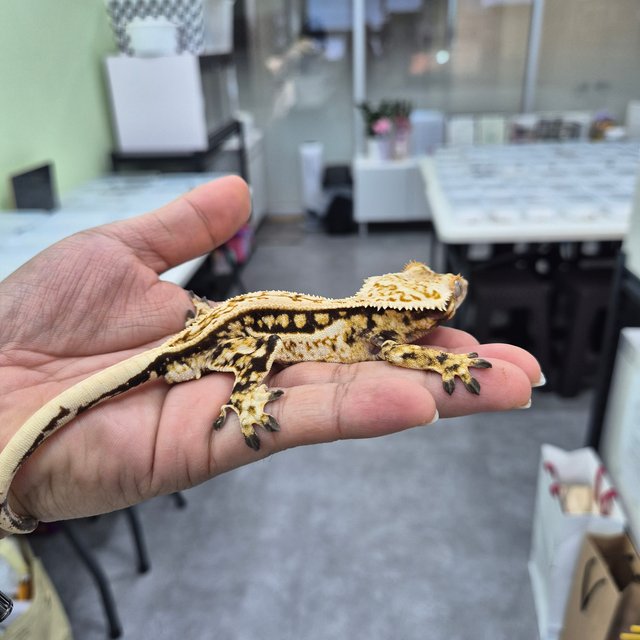 노멀 트라이 쿼드 풀핀