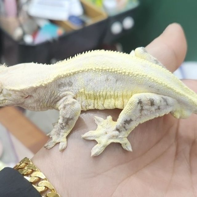 릴리화이트