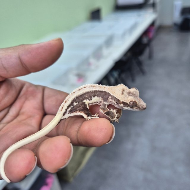 릴리100%헷아잔틱