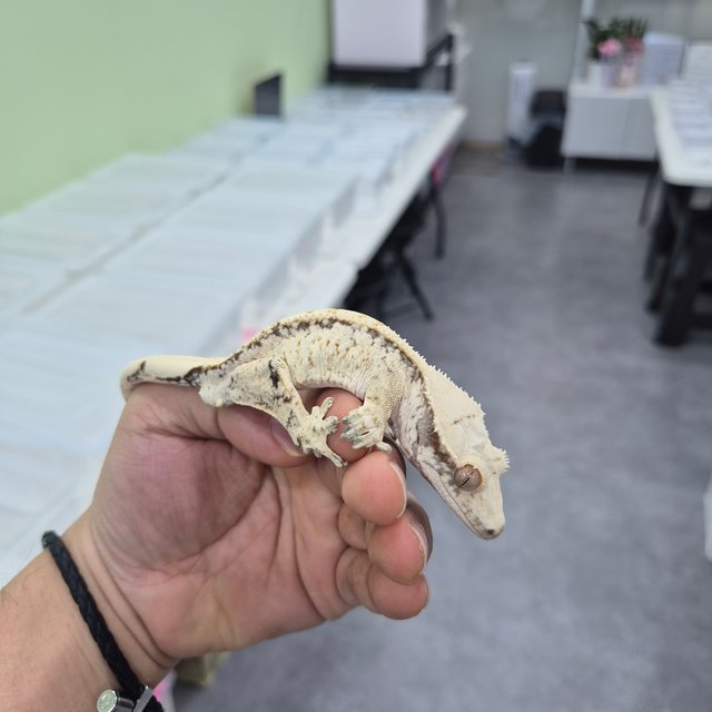 노멀 화이트 트라이