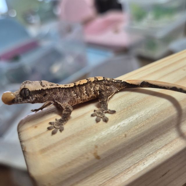 익스트림할리퀸 트라이