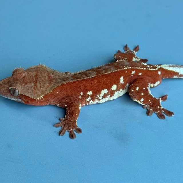 레드 바이 화이트포트홀