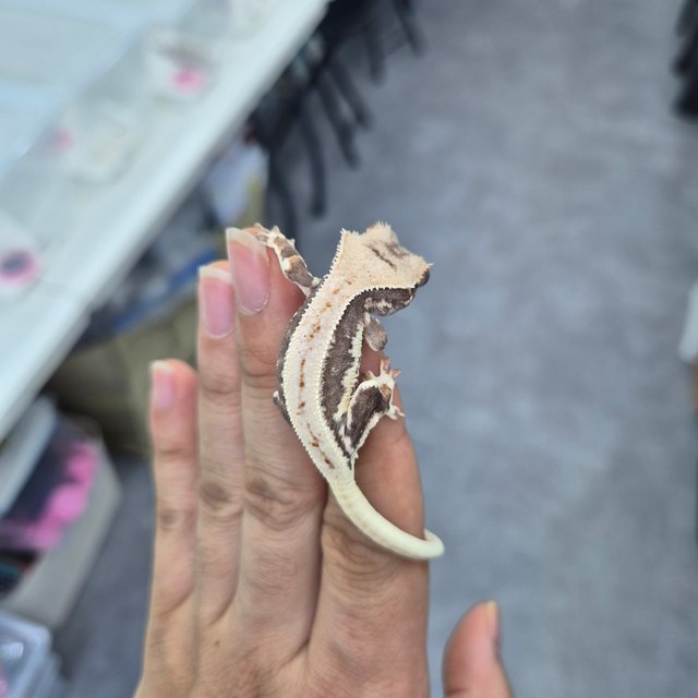 릴리100%헷아잔틱