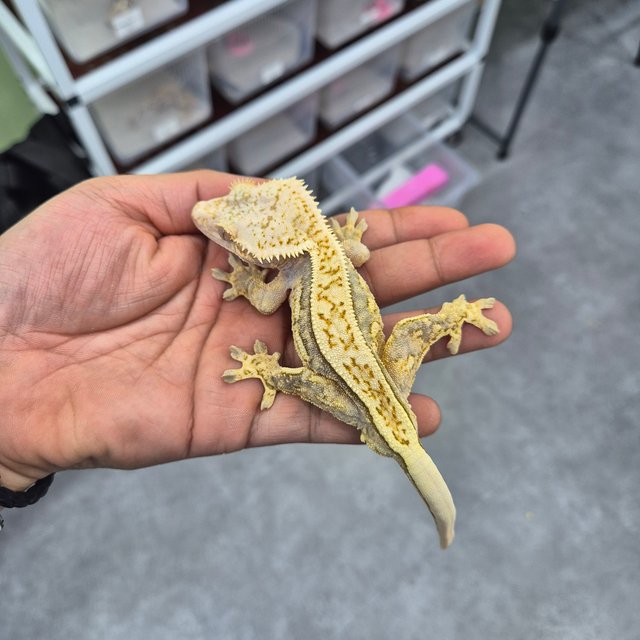 노멀 쿼드 풀핀