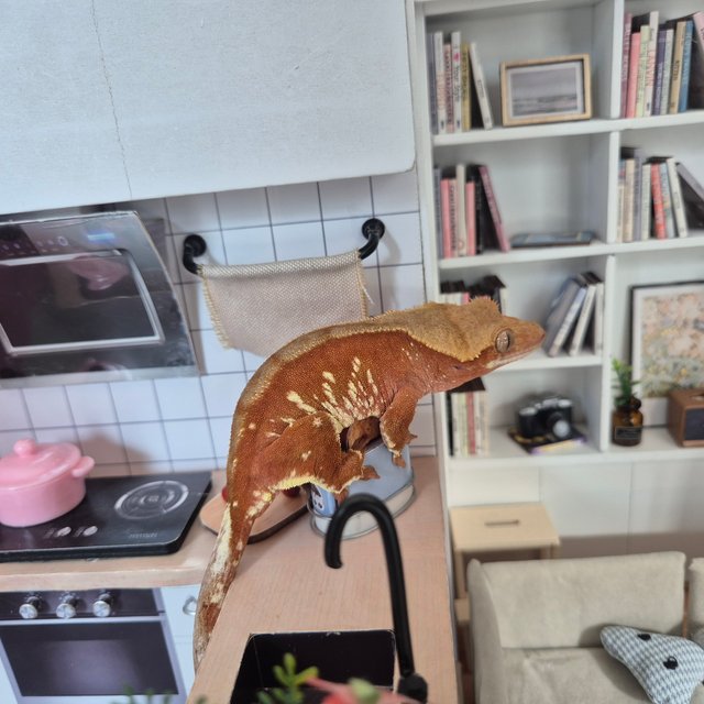 레드 바이 화이트포트홀