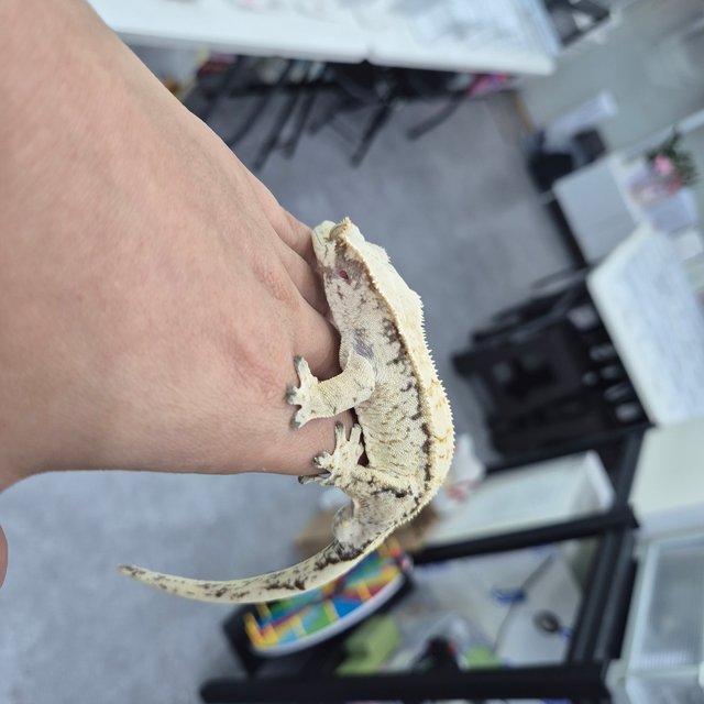 노멀 화이트 드리피