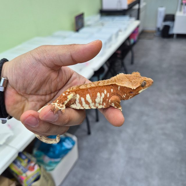 레드 바이 화이트포트홀