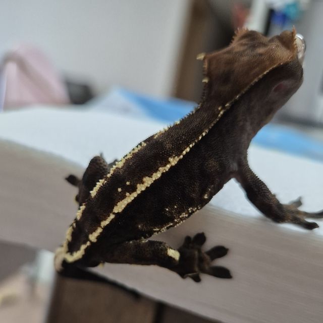 카푸치노