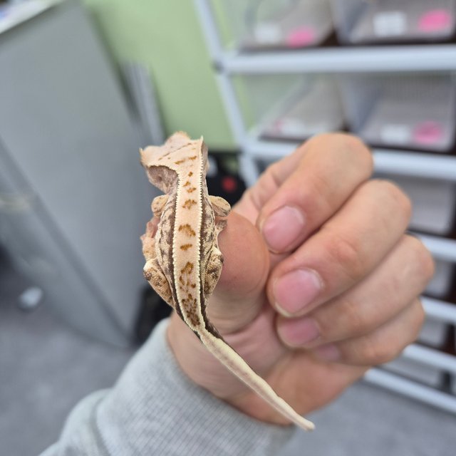 노멀 트라이 익스트림할리퀸