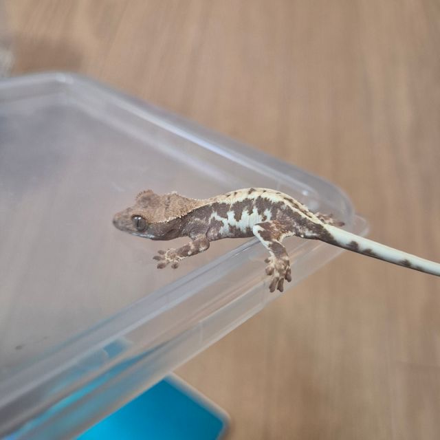 프라푸치노