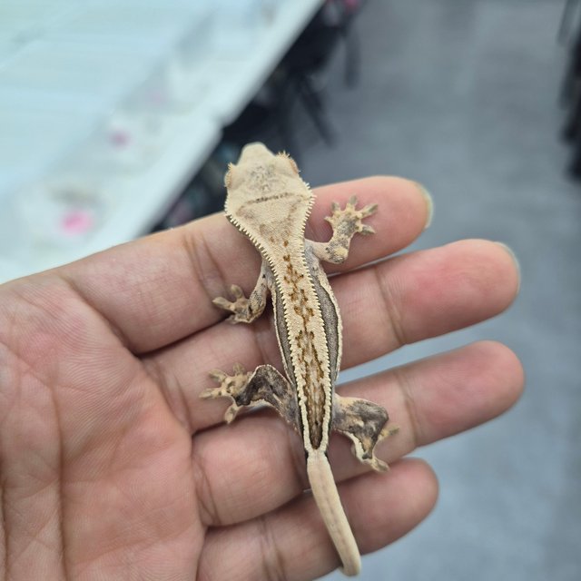 노멀 핀스트라이프 풀핀