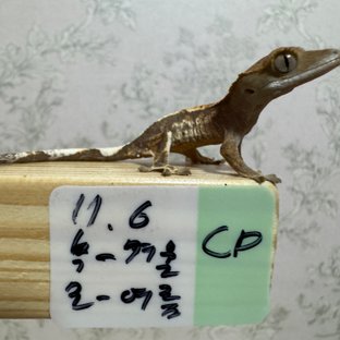 카푸치노 화이트스팟