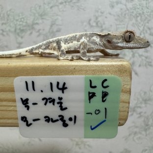 프라푸치노 드리피