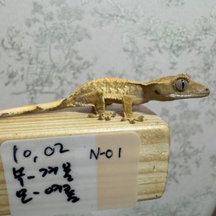 노멀 트라이 화이트스팟 익스트림할리퀸