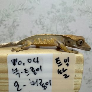 노멀 트라이 익스트림할리퀸 화이트포트홀