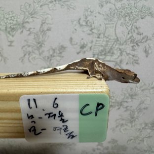 카푸치노 화이트포트홀 화이트스팟