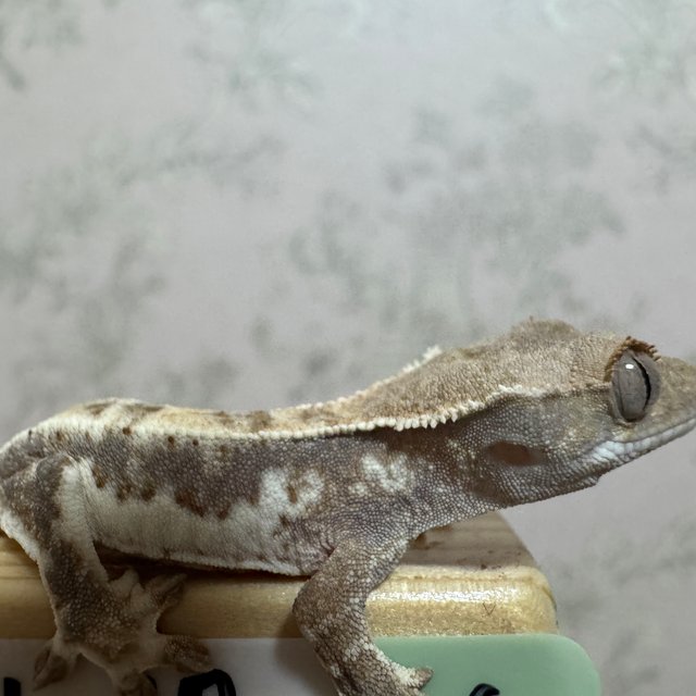 프라푸치노 드리피