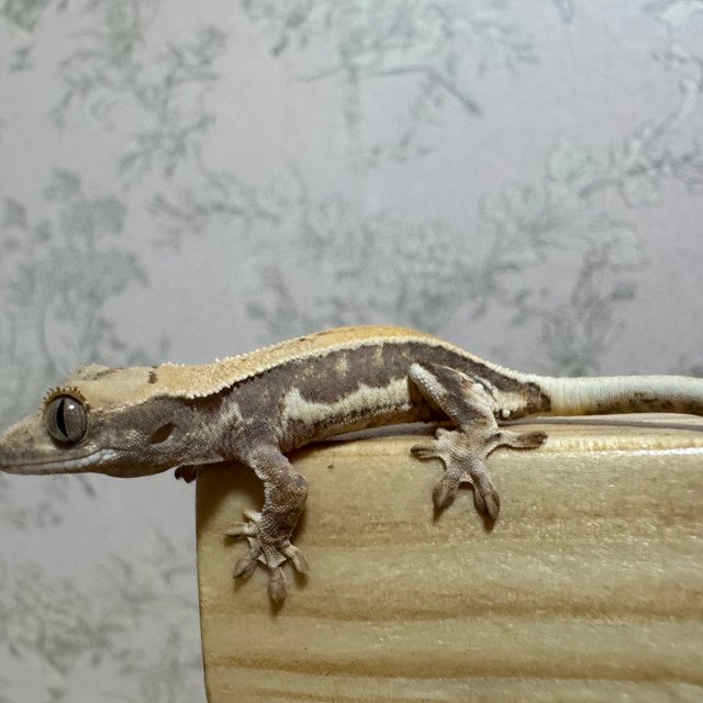 릴리화이트 솔리드백