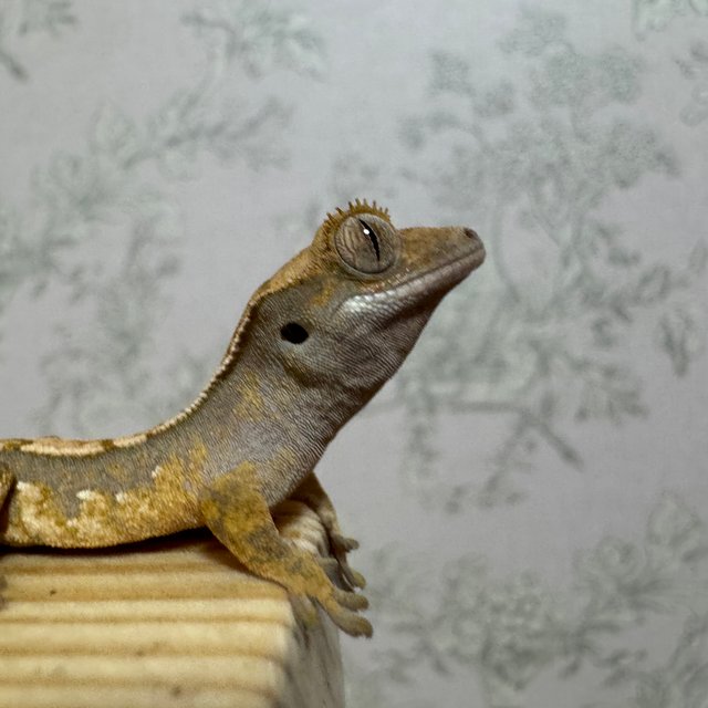 노멀 트라이 익스트림할리퀸 화이트포트홀