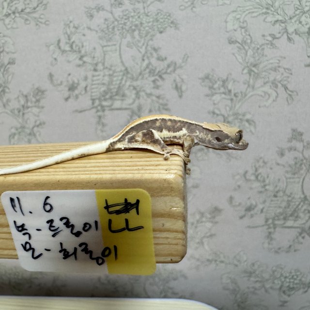 릴리화이트 솔리드백