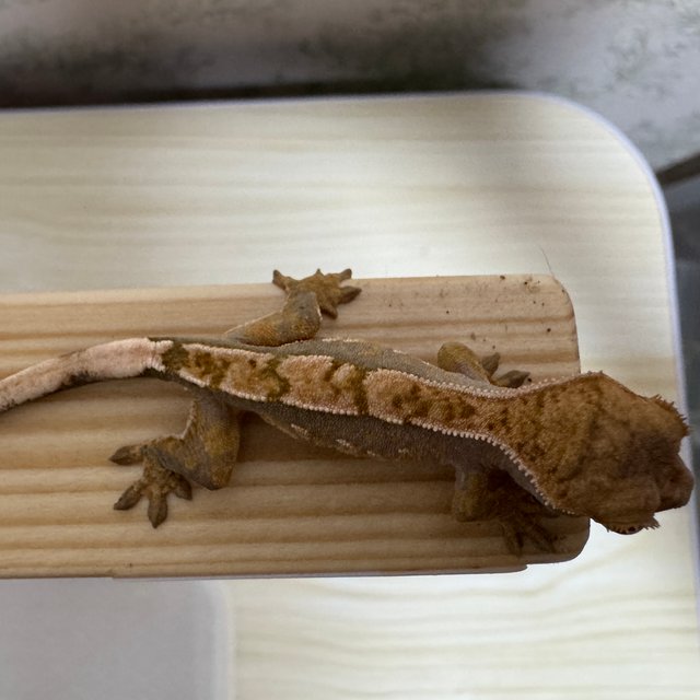 노멀 트라이 익스트림할리퀸 화이트포트홀