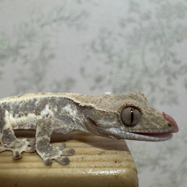 프라푸치노 드리피