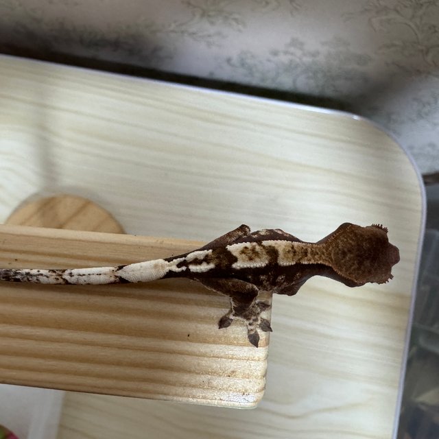 카푸치노 화이트포트홀 화이트스팟