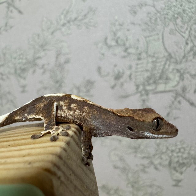 카푸치노 화이트포트홀 화이트스팟