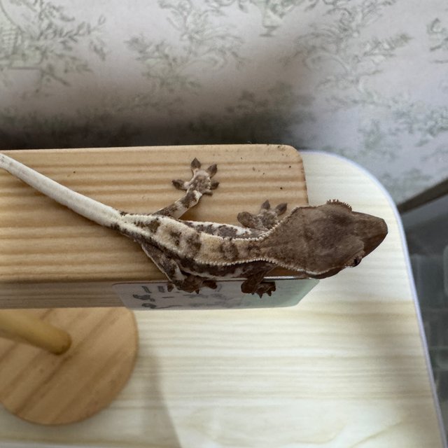 프라푸치노 드리피