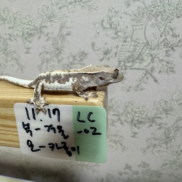 프라푸치노 드리피