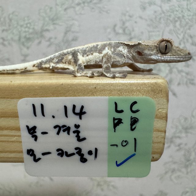 프라푸치노 드리피