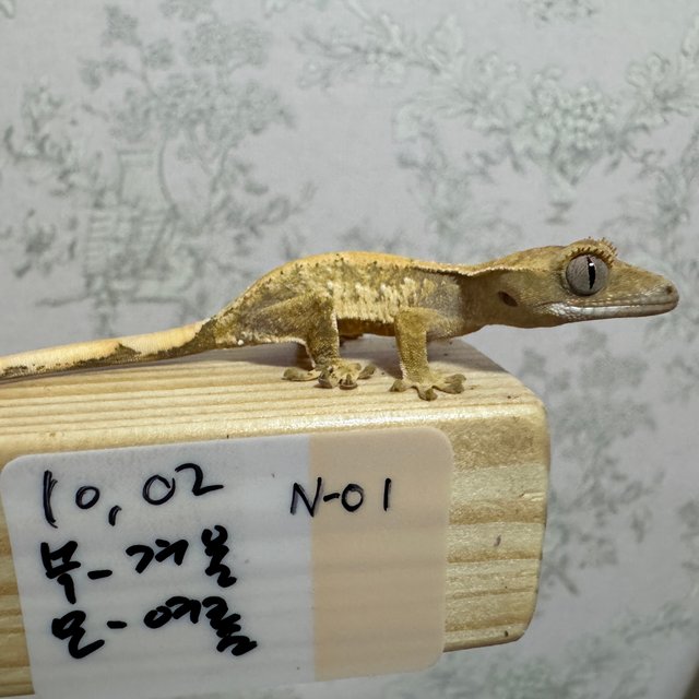 노멀 트라이 화이트스팟 익스트림할리퀸