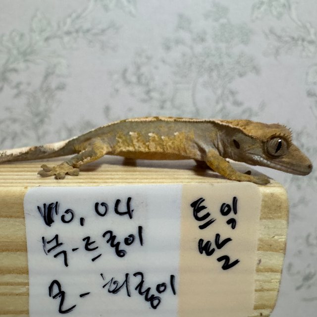 노멀 트라이 익스트림할리퀸 화이트포트홀