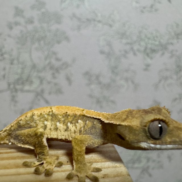 노멀 트라이 화이트스팟 익스트림할리퀸