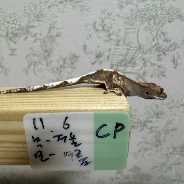 카푸치노 화이트포트홀 화이트스팟