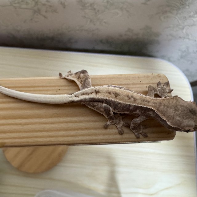 프라푸치노 드리피