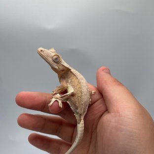 카인/망고