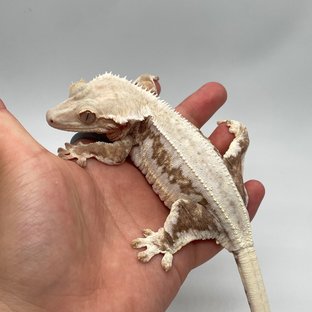 우유