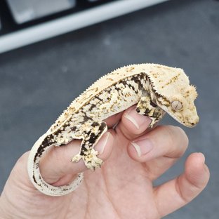 12블럭이브