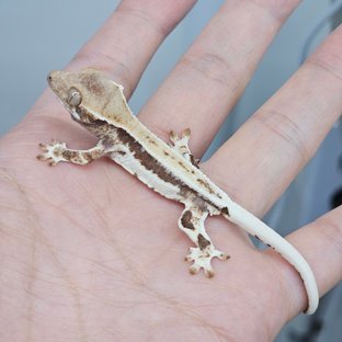 61논퐁