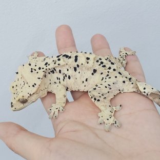 노크