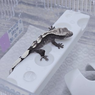51꼬아