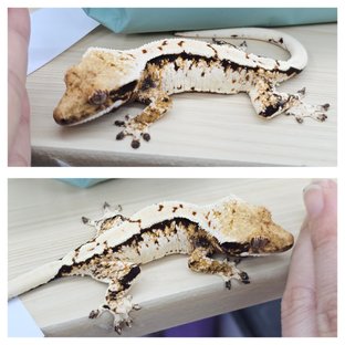 Normal Drippy White Spot