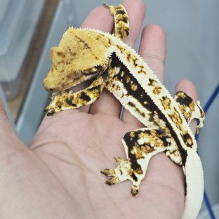 Normal Tri Full Pinstripe Quad