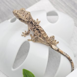 페라42코노