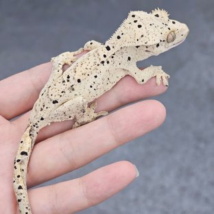 12UD마스